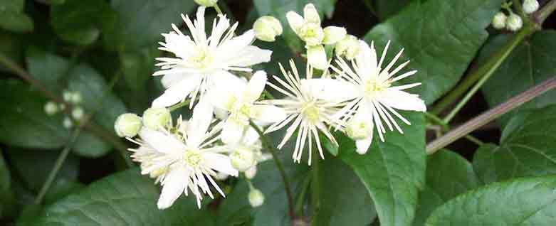 Clematis Week at Burston! - Burston Garden Centre