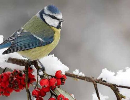 5 Reasons Why You Should Feed Wild Birds in January