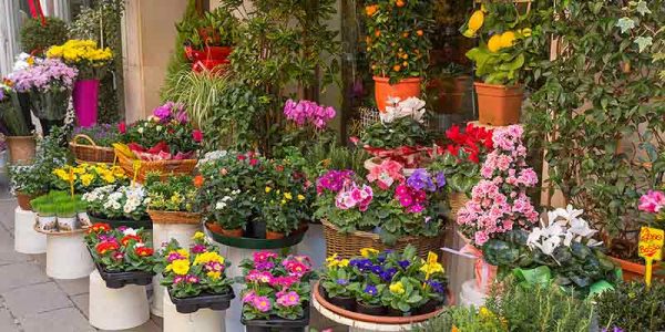 Bedding Plants Collections & Inspiration - Burston Garden Centre