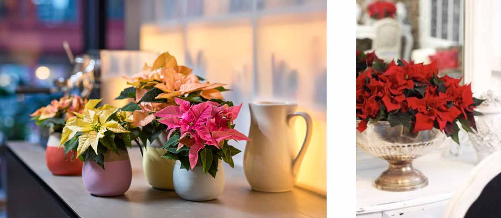 How to Choose and Care for your Poinsettia - Burston Garden Centre