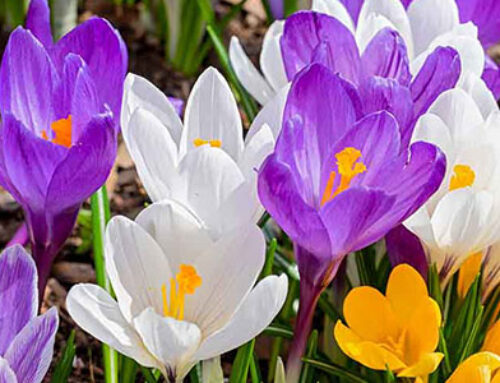 It’s Time To Plant Spring Bulbs!