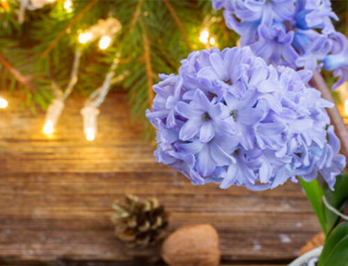 How To Force Indoor Hyacinths in Time for Christmas Blooms