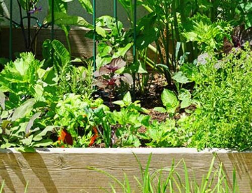 8 Steps for Preparing Your Vegetable Bed for Spring