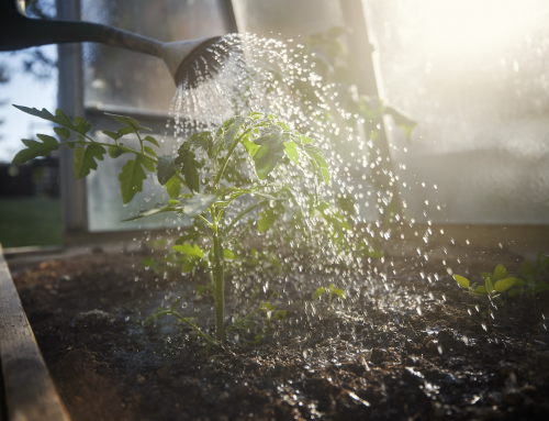 What to do in the garden in July