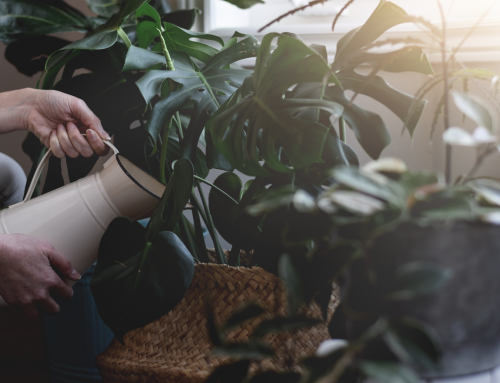 Keep Your Indoor Plants Happy This July