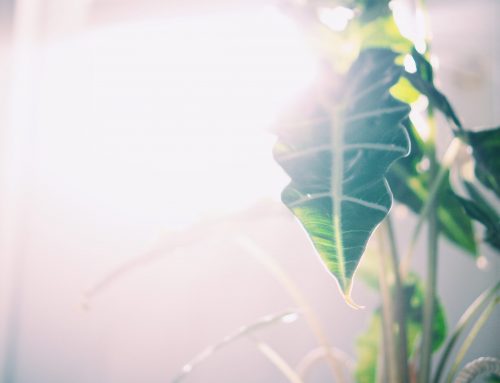 August Houseplant Care
