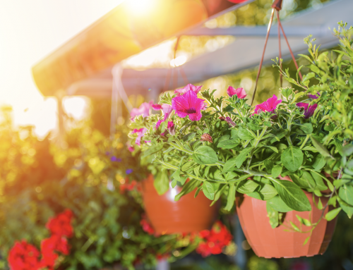 Garden Jobs for August