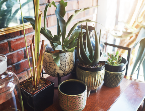 Bring Autumn Colour Indoors
