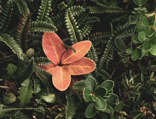 Bring Vibrant Autumn Colour to your Garden