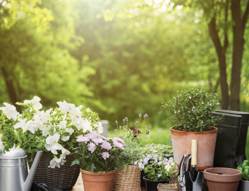 How to Revive Your Garden After the Summer Heat