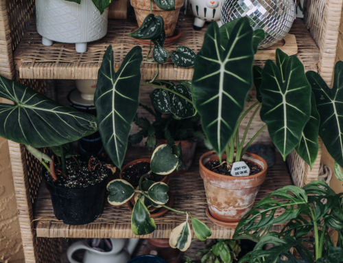 Autumn Houseplant Care Tips: Helping Your Plants Thrive as Homes Become Warmer