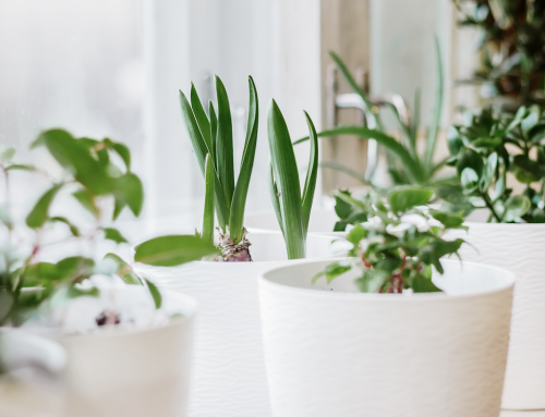 Houseplant Problems to Look Out for Before Winter