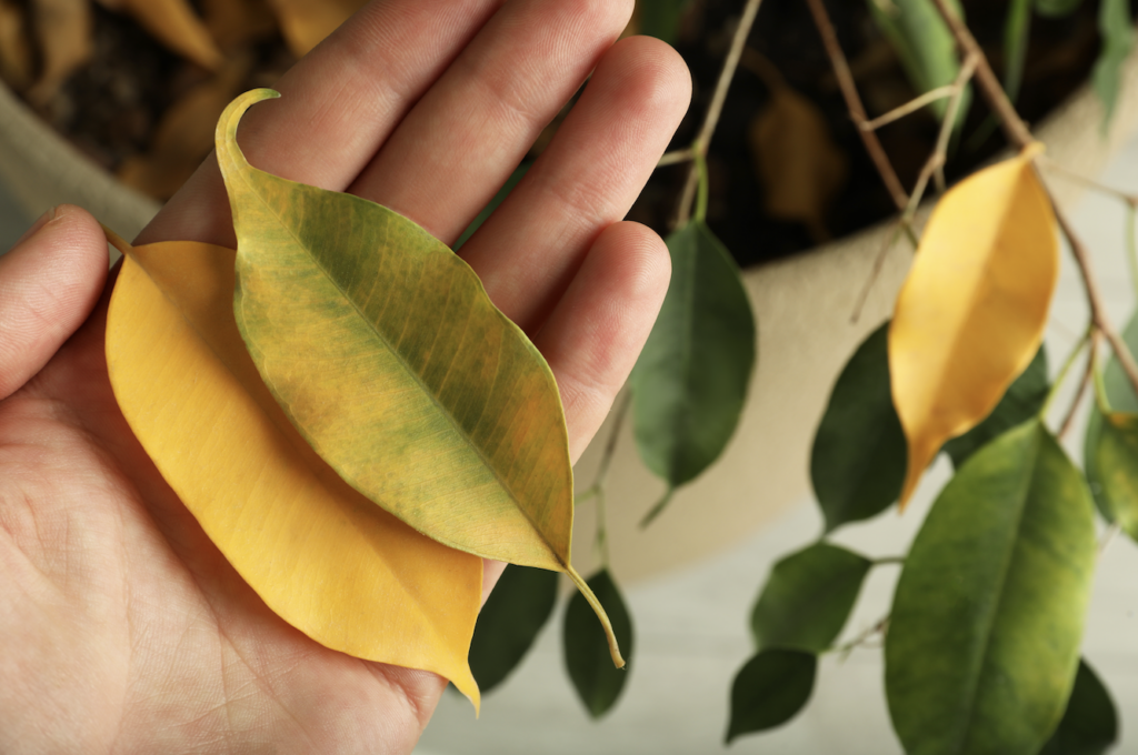 Winter Houseplant caring