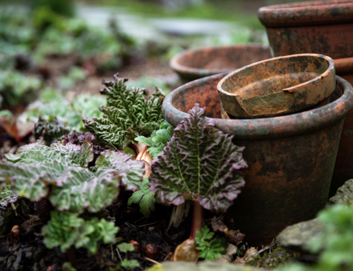 November in the Garden – Small Jobs, Lasting Rewards
