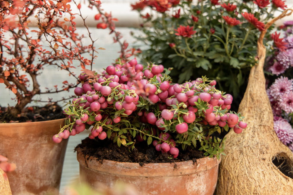 flowers-in-pots-at-the-greenhouses